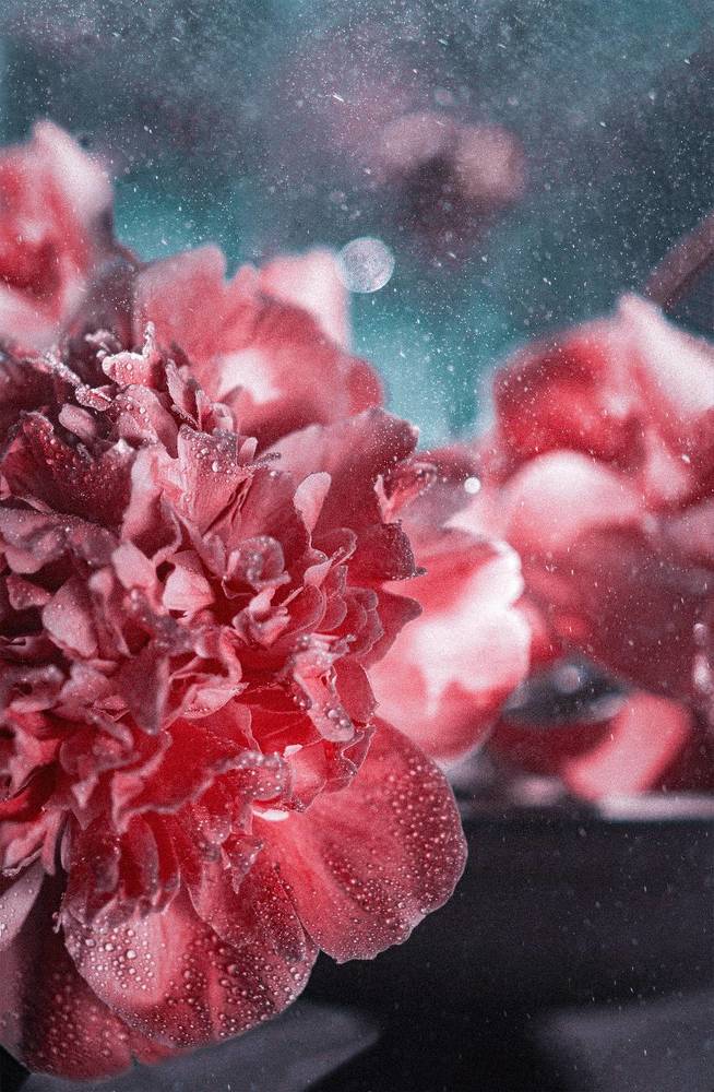 Photograph by Алиса Емельянова