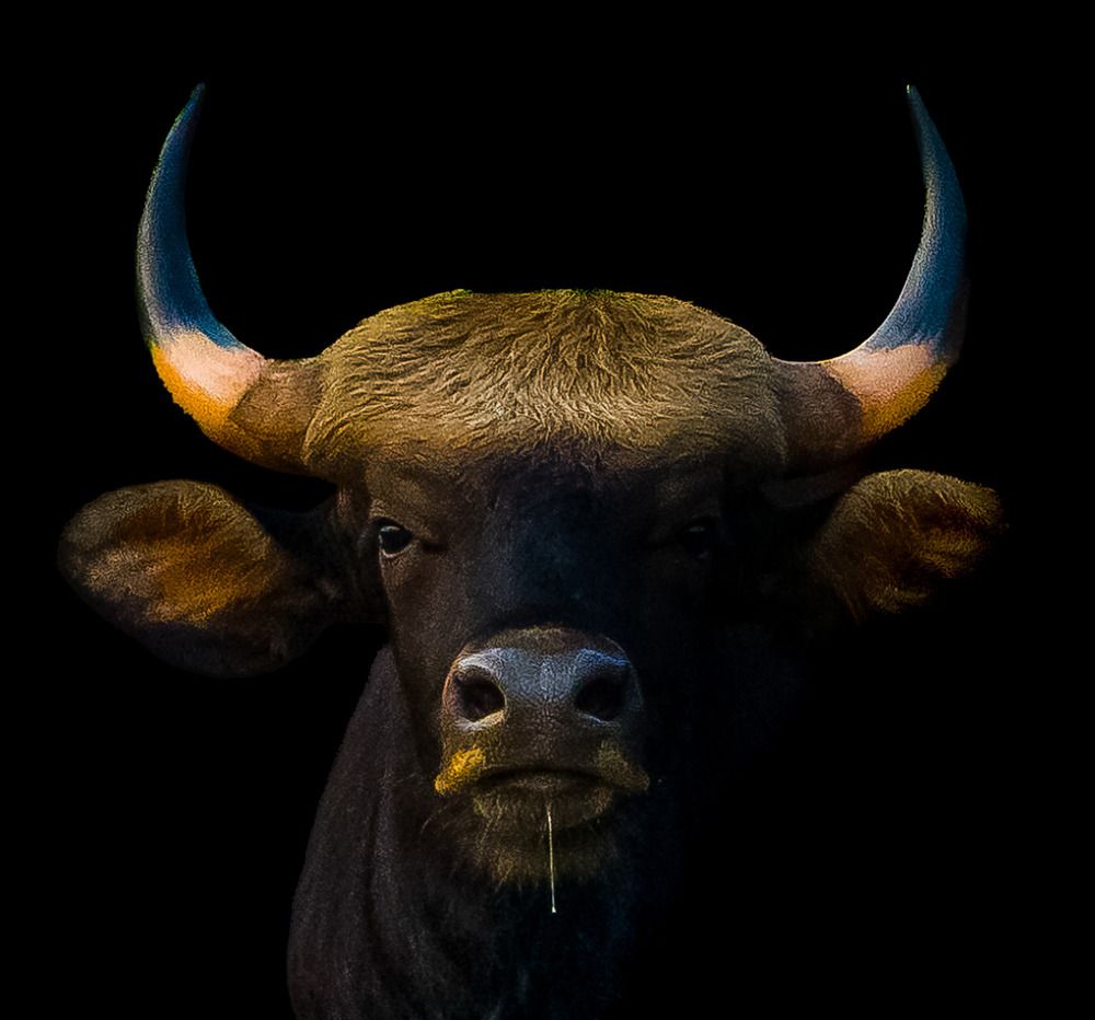 Фотография автора Dr.Kaustav Bhowmik