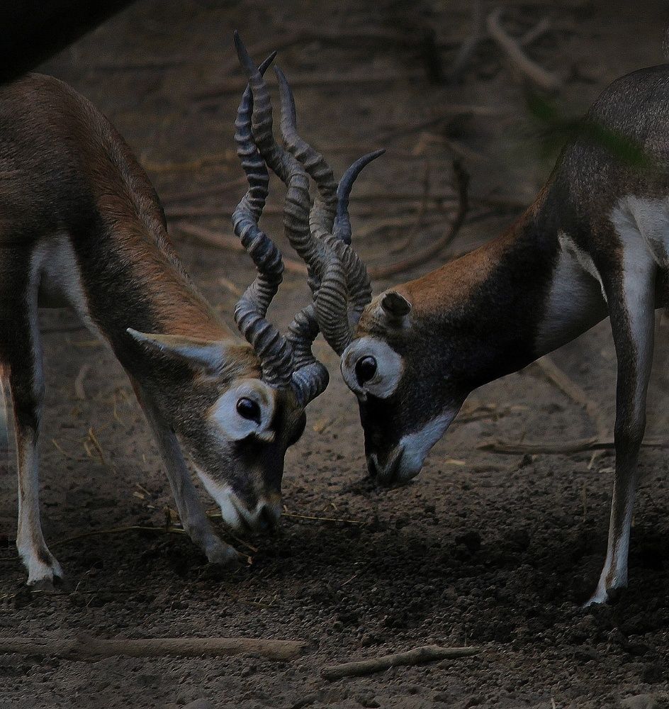 Photograph by Harsh Srivastava