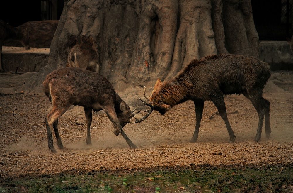 Photograph by Harsh Srivastava