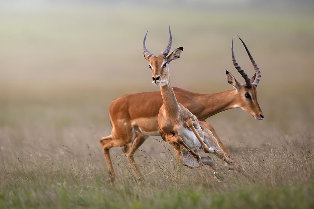 Фотография автора Jetmir Troshani