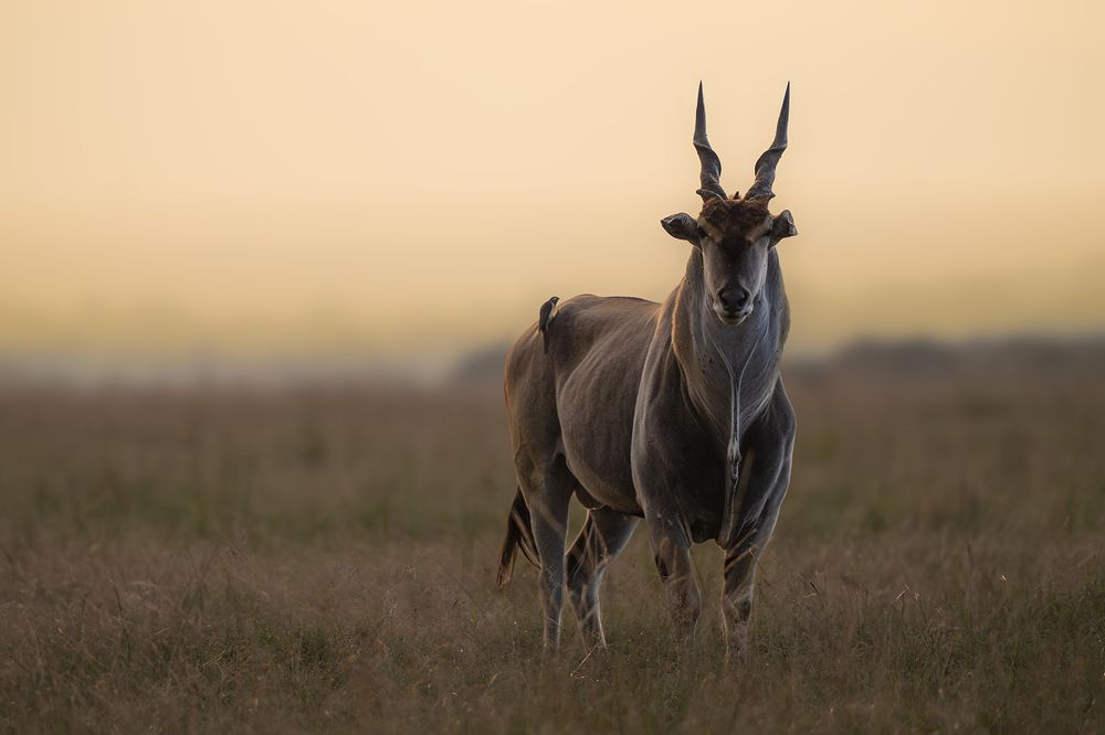 Фотография автора Jetmir Troshani