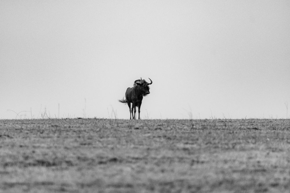 Photograph by Ken Stavrou