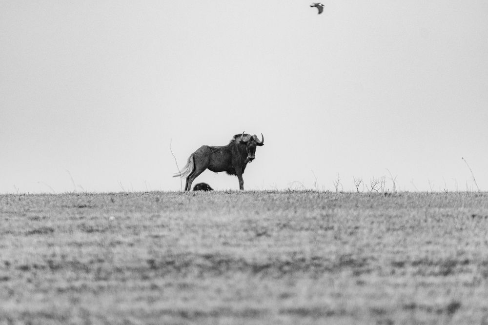 Photograph by Ken Stavrou