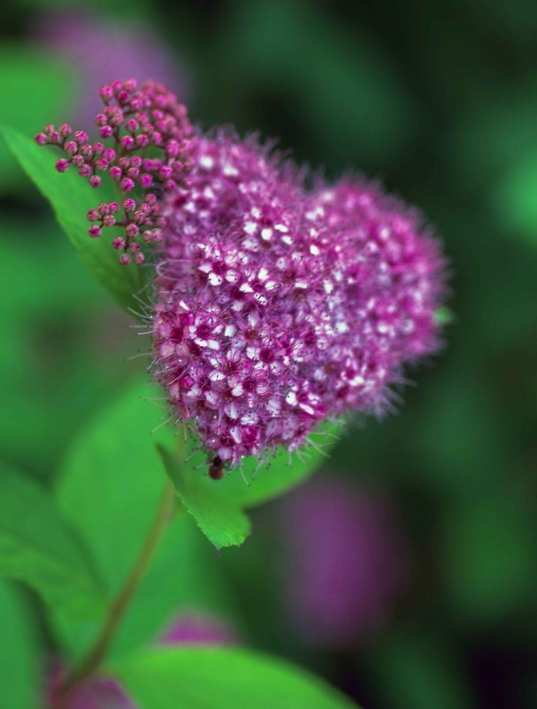 Photograph by YOUSEF SAYADI