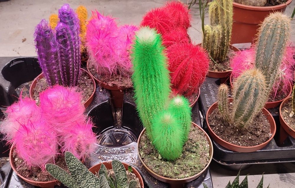 Photograph by Светлана Батурова