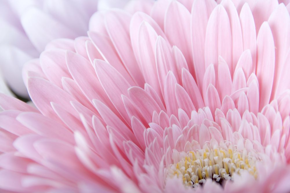 Photograph by Галина Щипакина