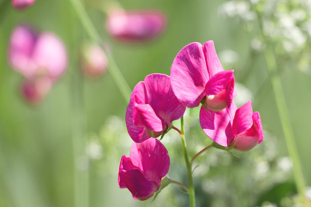 Photograph by виктор ковчин