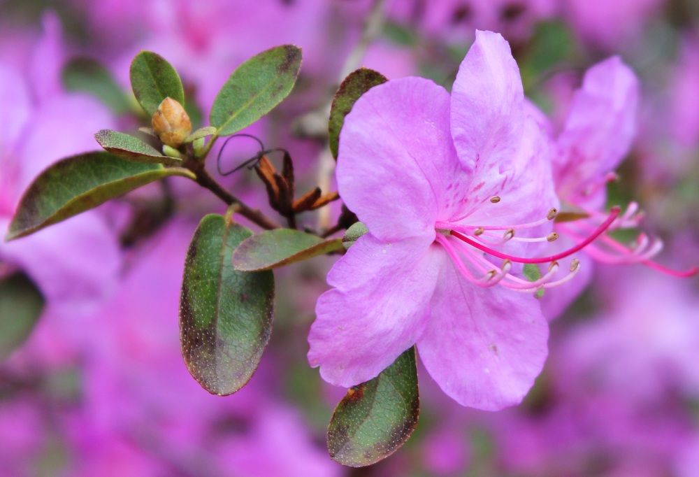 Photograph by Татьяна Сычёва