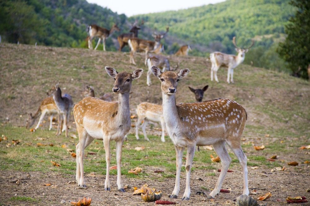 Photograph by Milot Krasniqi