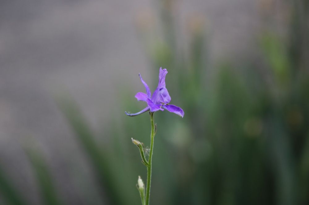 Цветок жизни