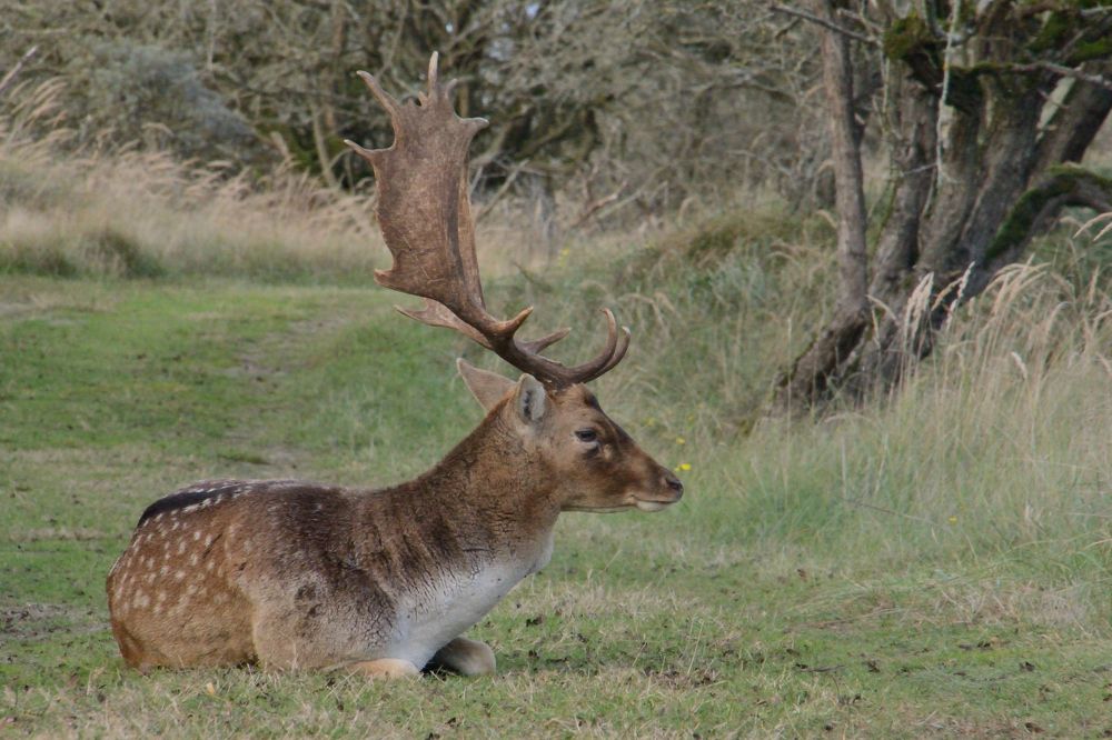 Photograph by ruurd visser