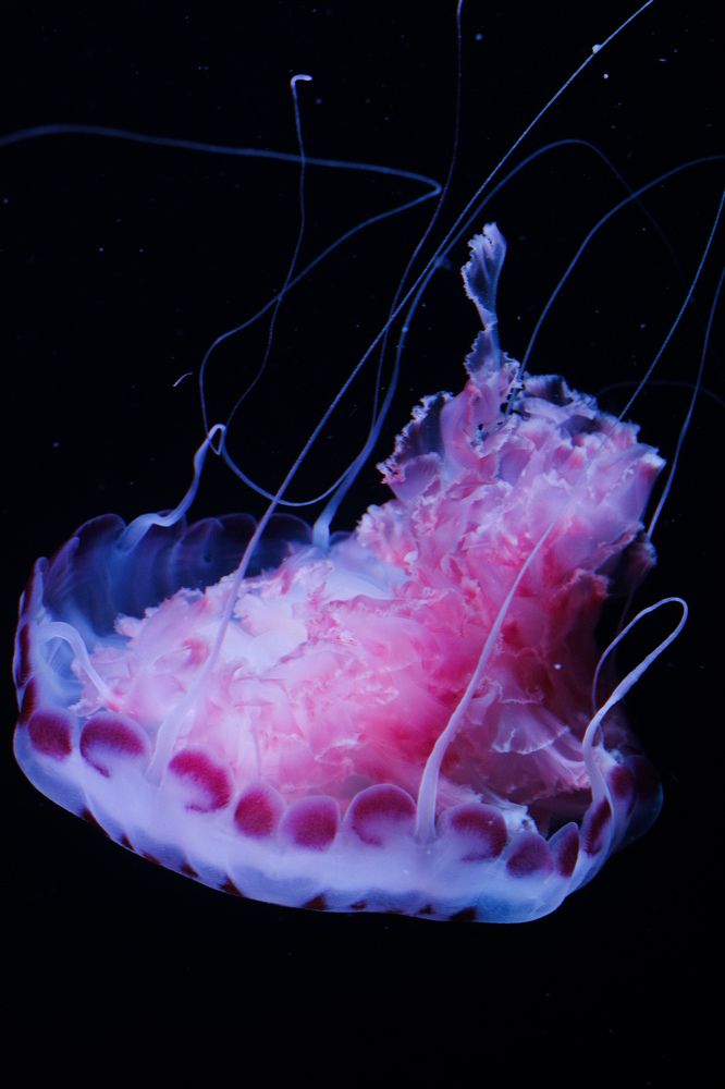 Photograph by Yanina Bykouskaya