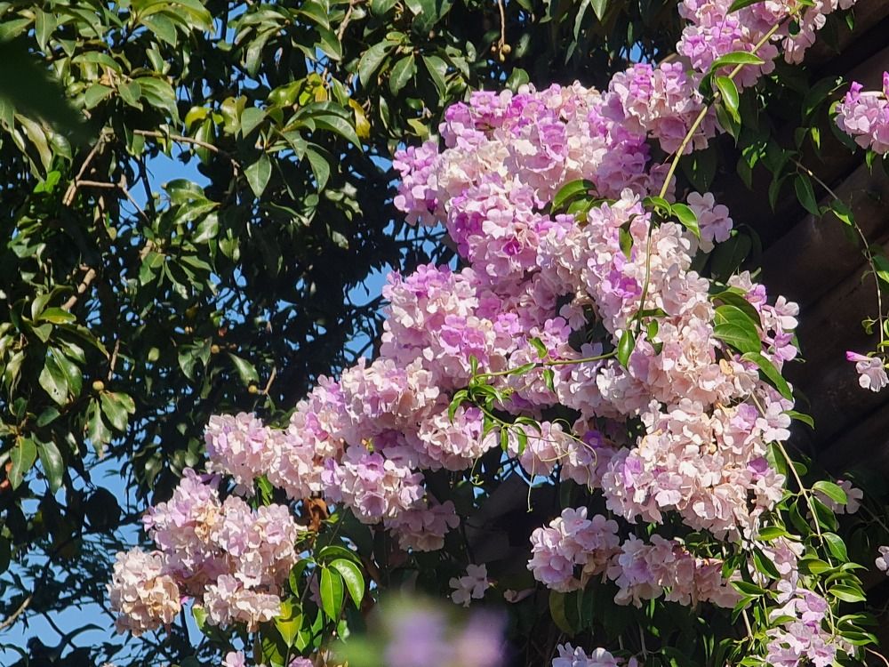 Photograph by Neel Bonna