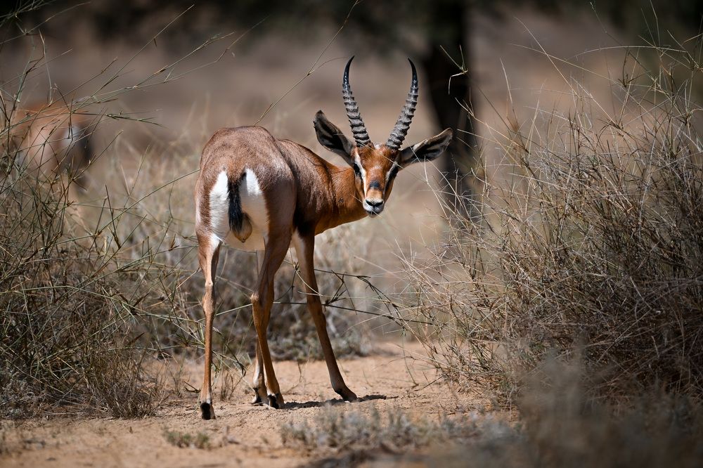Фотография автора Rakshith Avr