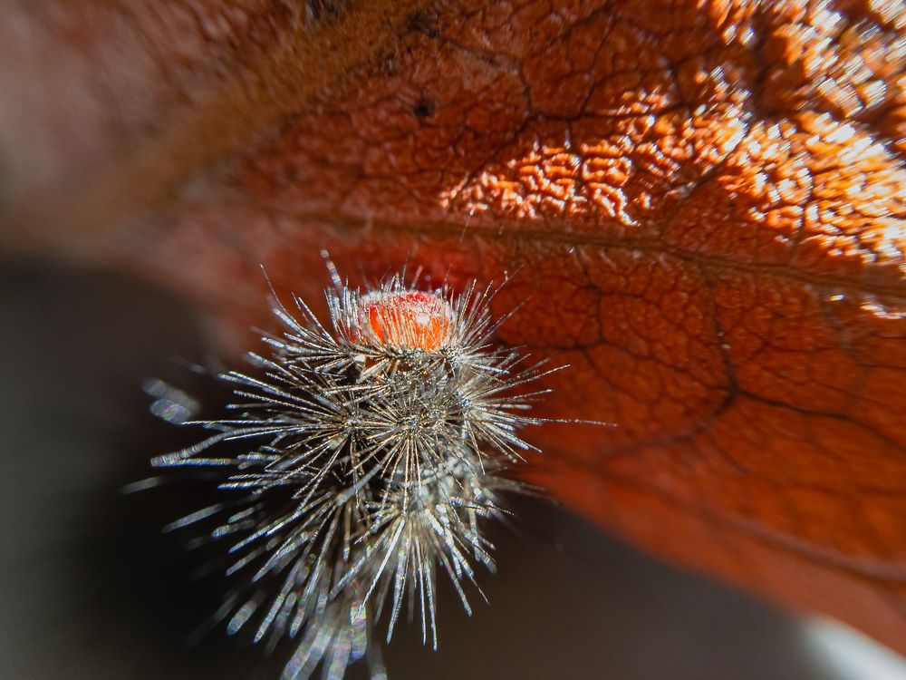 Photograph by Виталий Шкадинов