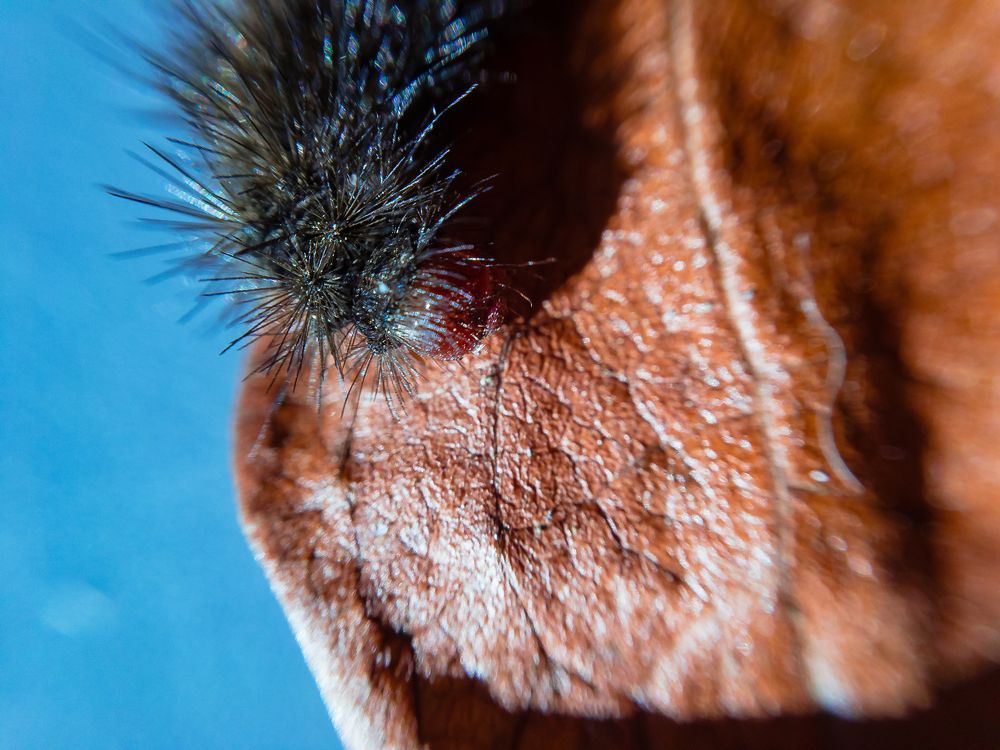 Photograph by Виталий Шкадинов