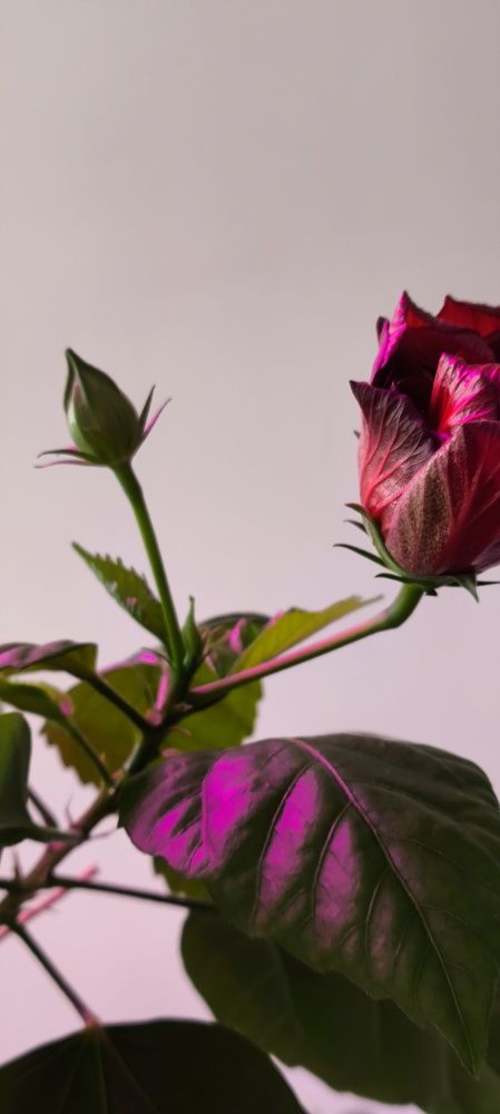 Photograph by Ульяна Бедрицкая