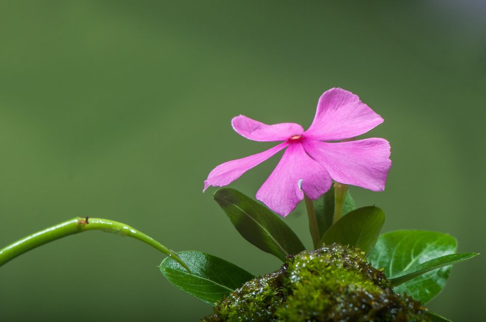 Photograph by Chamara Sulakkhana Polwatta Siriyalage