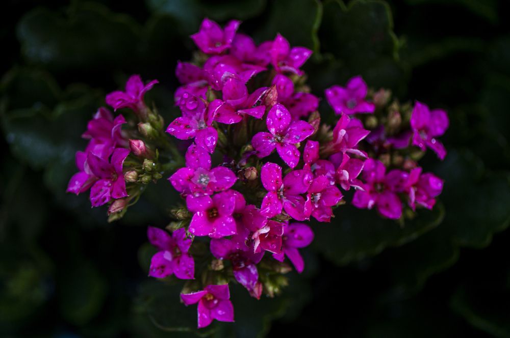 Photograph by Chamara Sulakkhana Polwatta Siriyalage