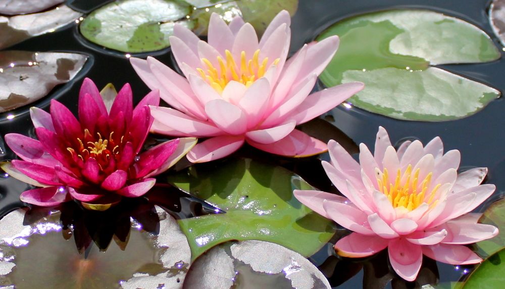 Photograph by Жанна Нечаева