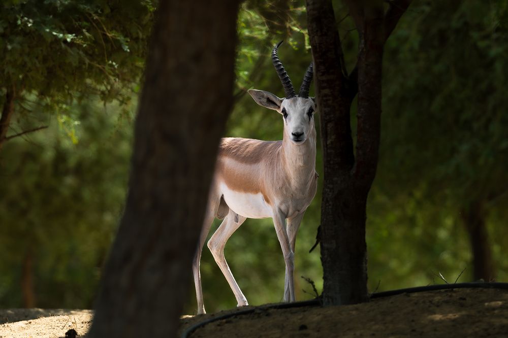 Photograph by Rakshith Avr