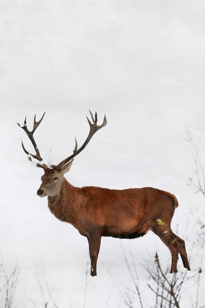 Photograph by Alessandro Moser