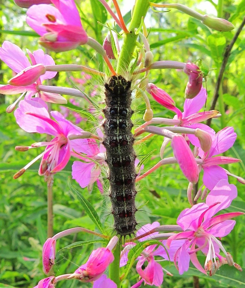 Гусеница на иван - чае