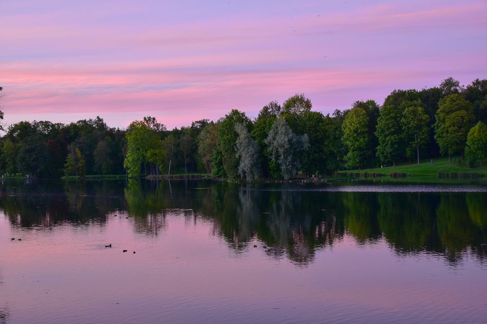Розовый закат в Гатчинском парке.