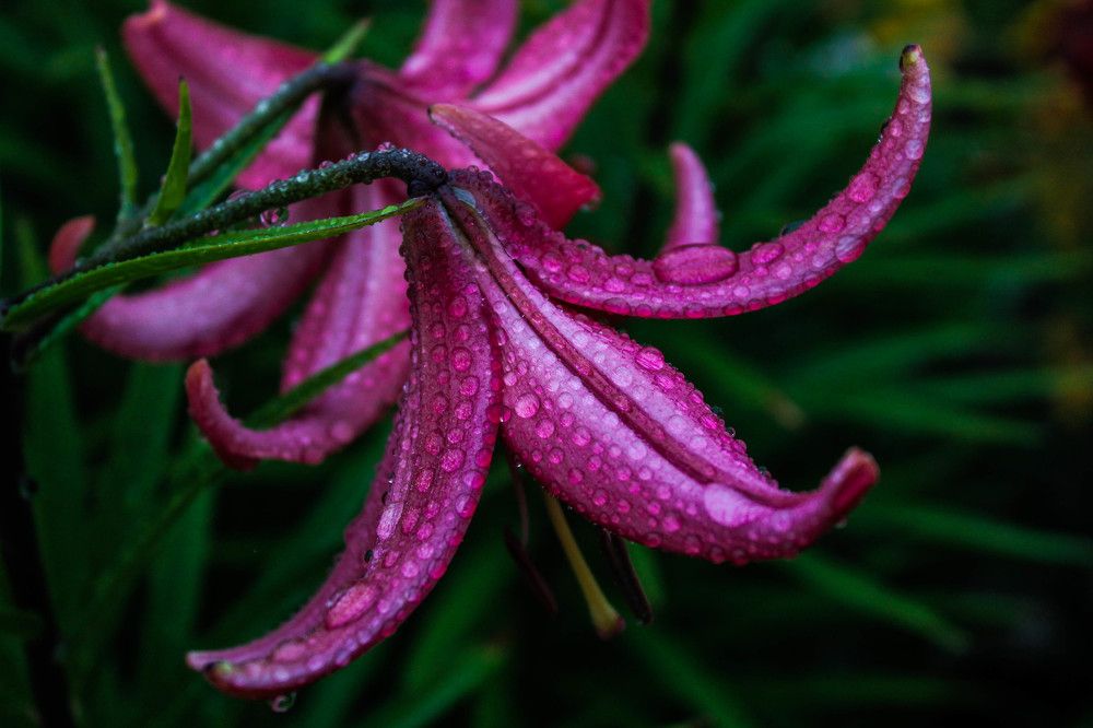 Photograph by Любовь Иванова