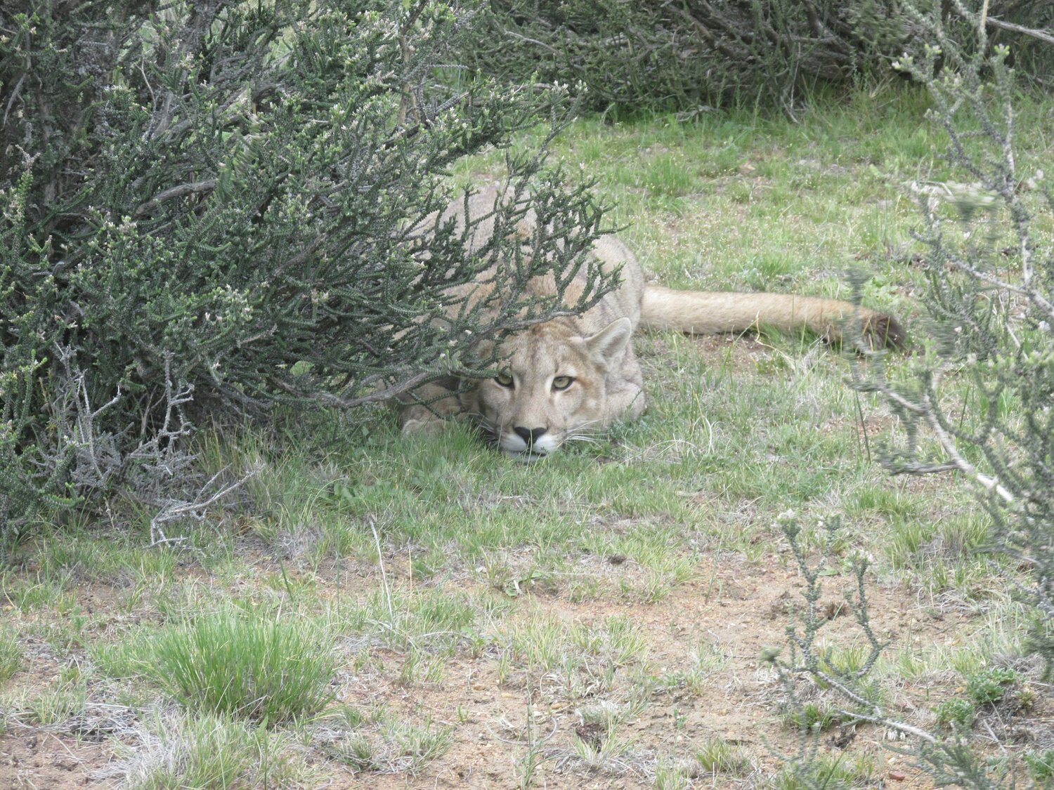 Photo #11429437