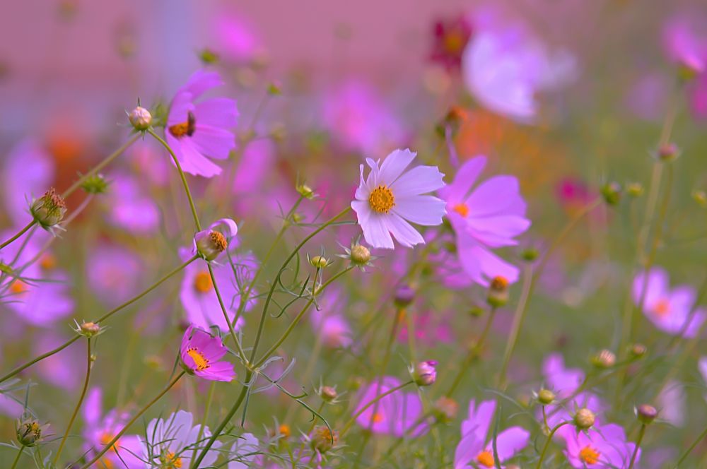 Розовые сны