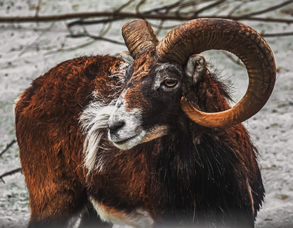 Photograph by Муза Латинская