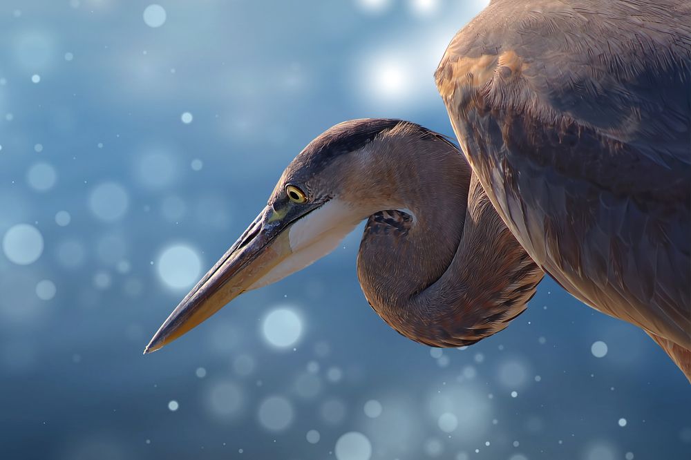 Great Blue Heron Profile