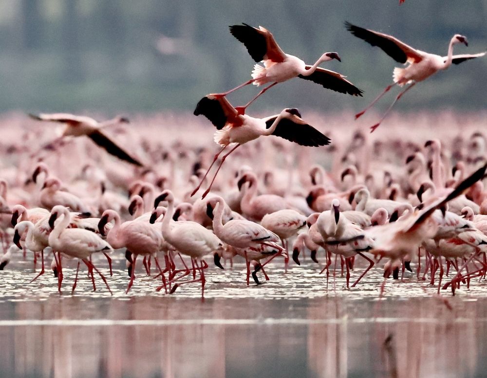 Фламинго на озере