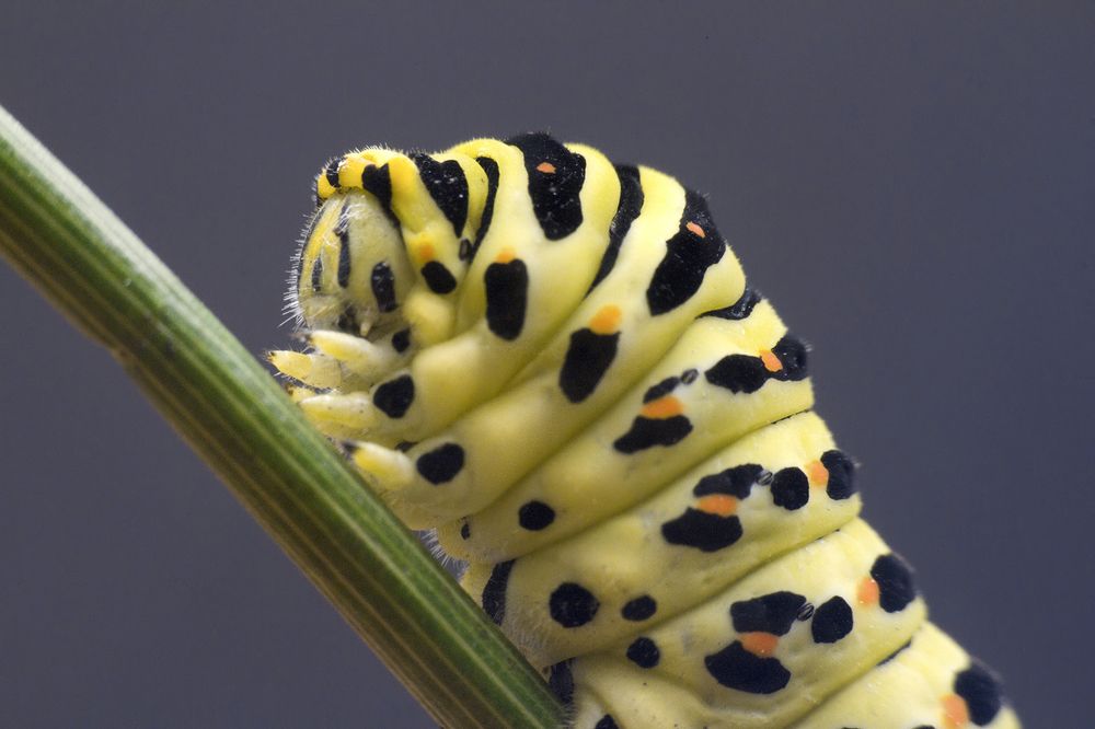 Фотография автора Борис Журавлёв