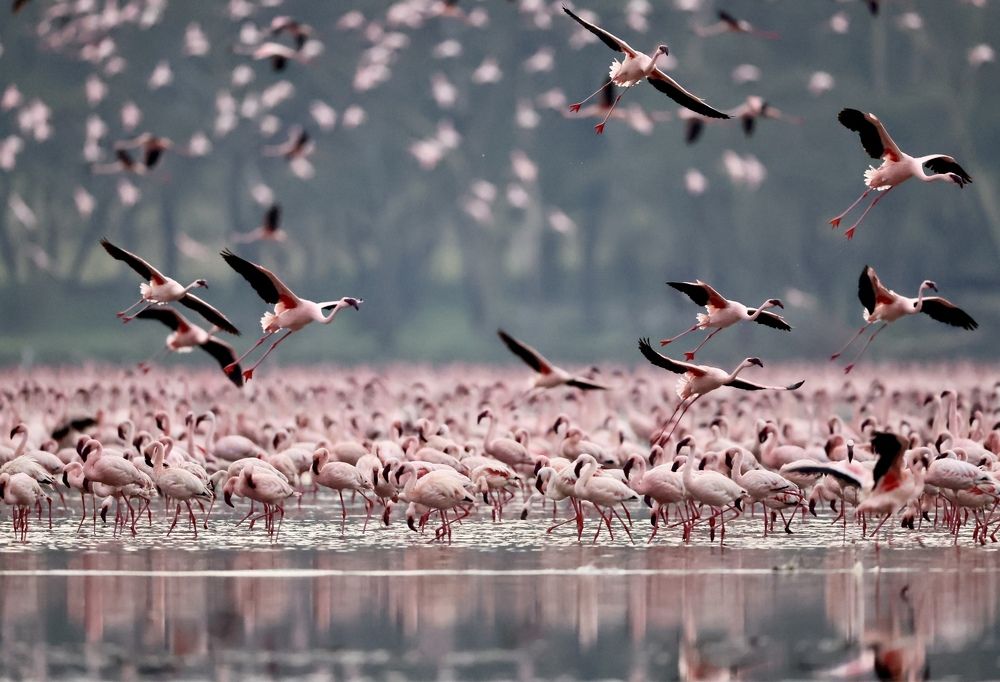 Розовое море