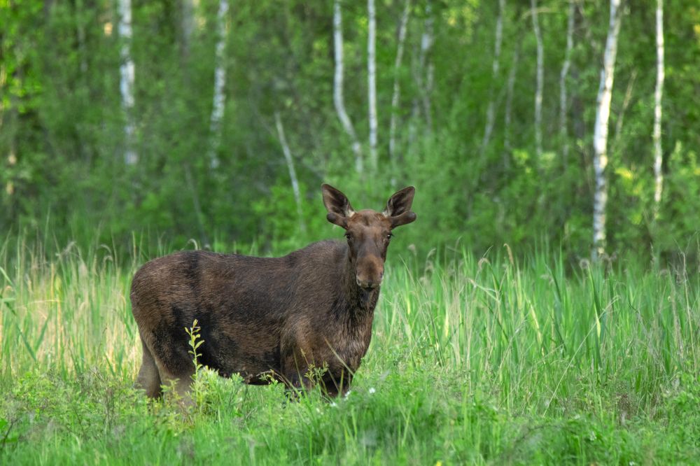 Photograph by Илья Ермакович