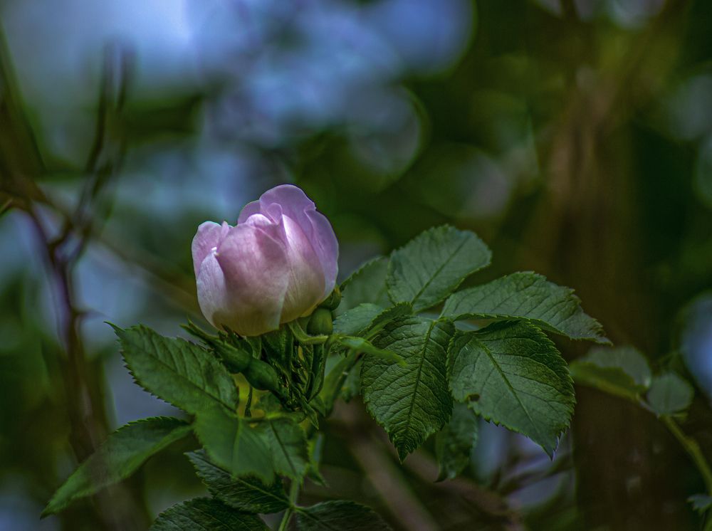 Фотография автора János Rábli