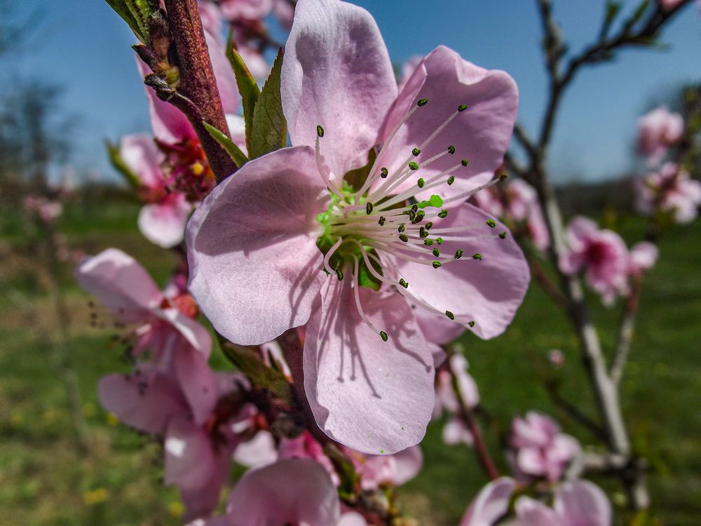 Tavaszi virágzás idején.