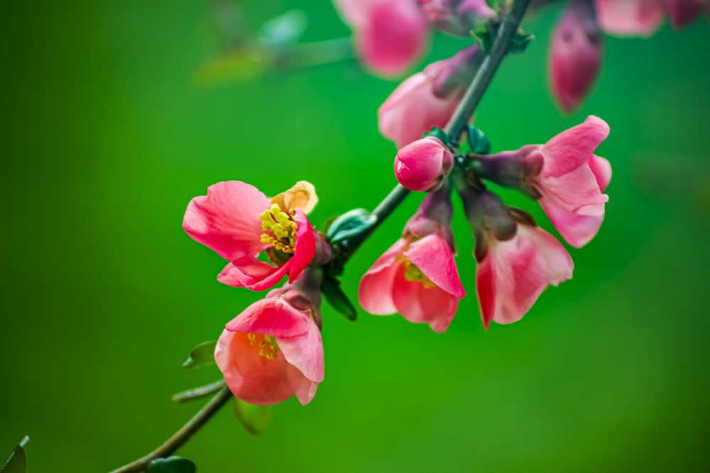 Фотография автора János Rábli