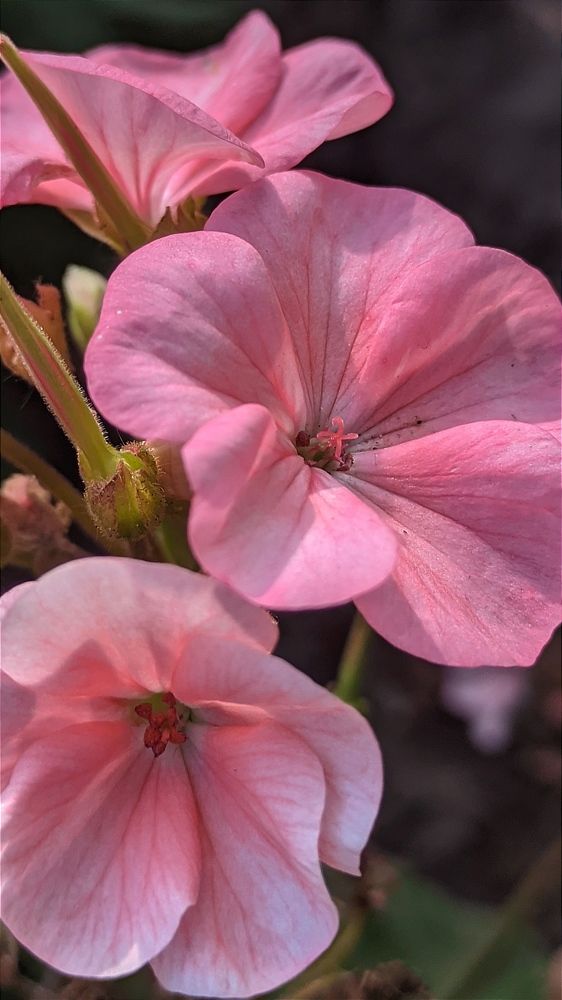Фотография автора Васильева Ирина