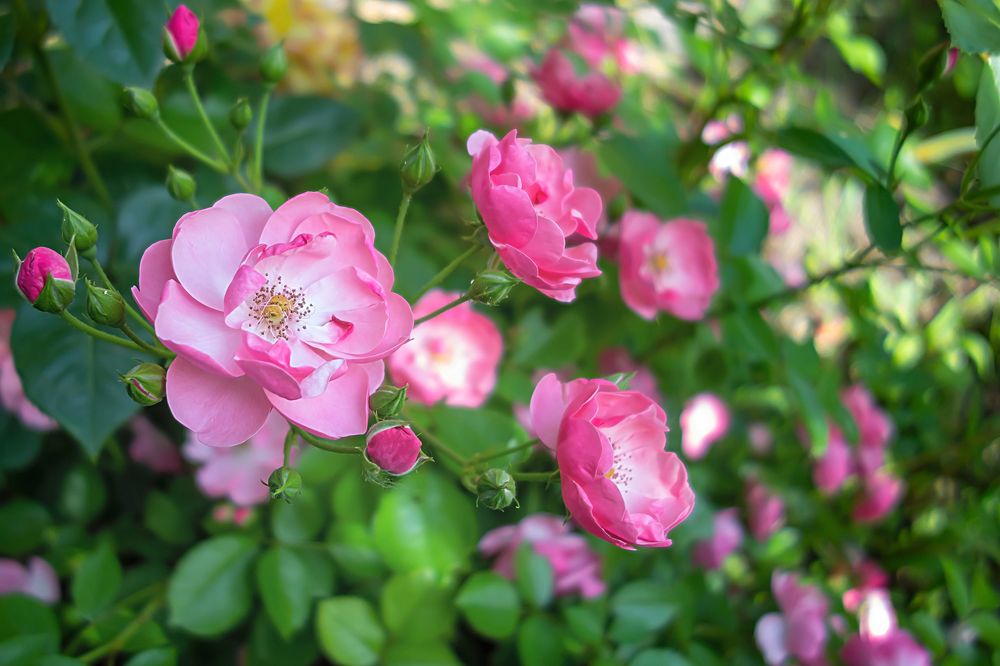 Фотография автора Валерий Елистратов