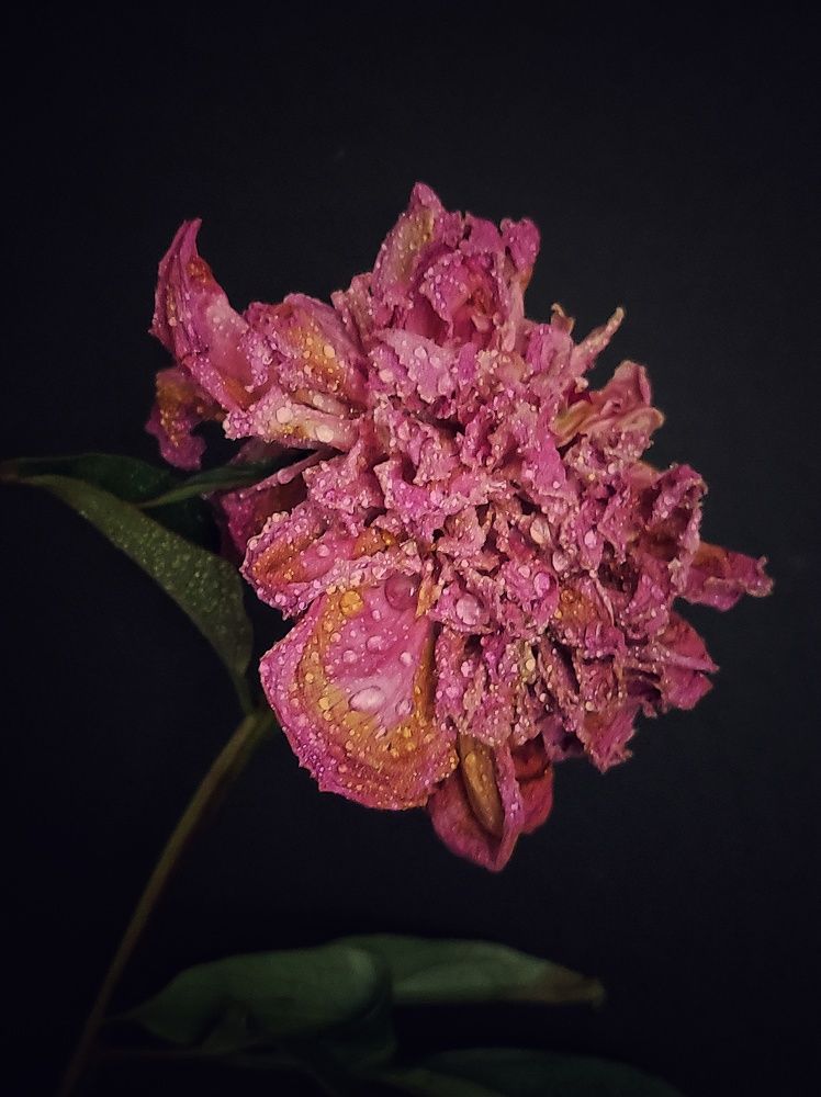 Photograph by Олеся Хижко