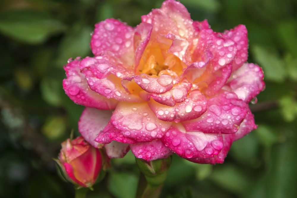 Photograph by Дария Ризниченко