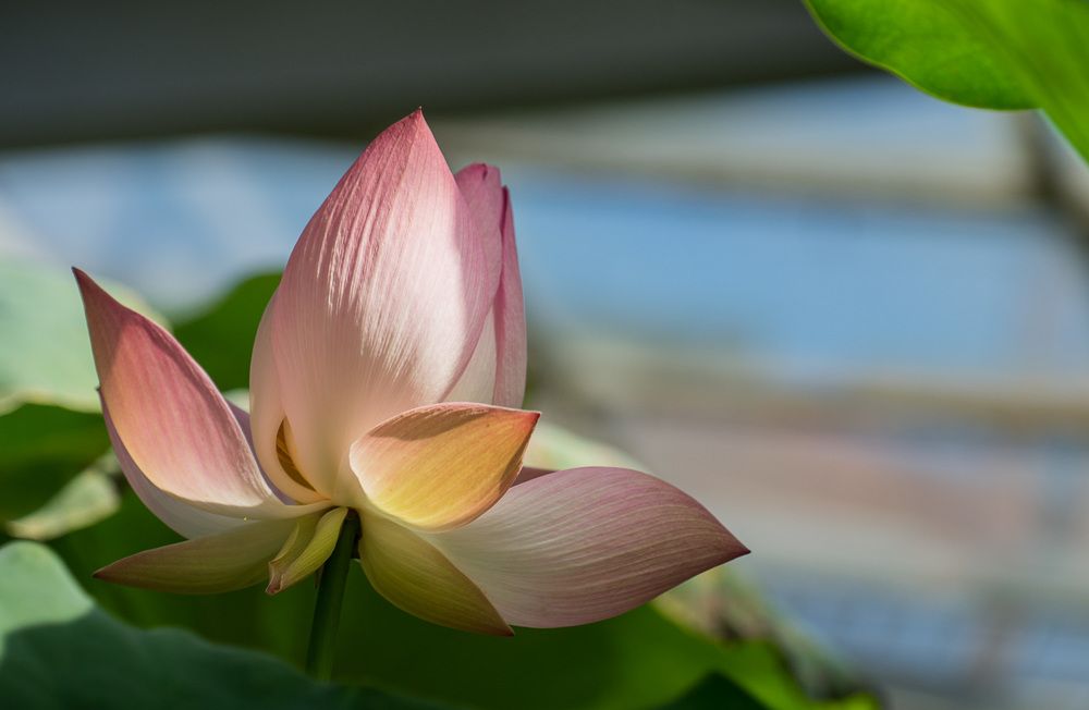 Photograph by Галина Бехметьева