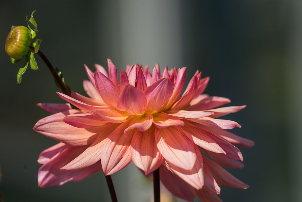 Photograph by Галина Бехметьева