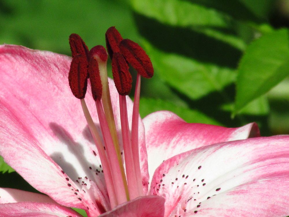 Photograph by Галина Лысых