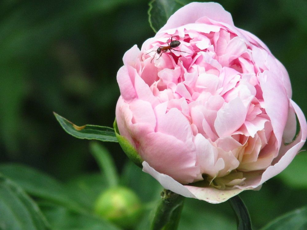 Photograph by Галина Лысых