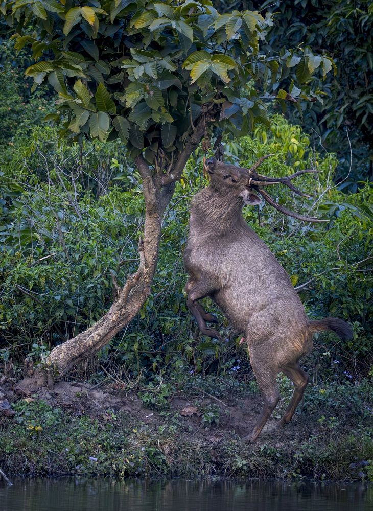 STAG BALLET